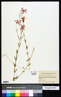 Sabatia campanulata image