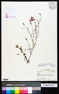 Sabatia campanulata image