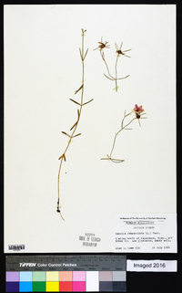 Sabatia campanulata image