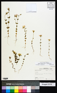 Sabatia campestris image