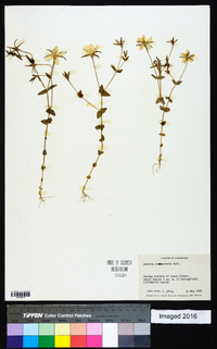 Sabatia campestris image