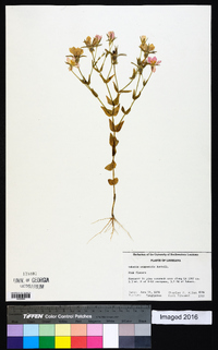 Sabatia campestris image