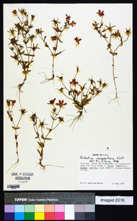 Sabatia campestris image