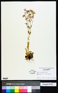 Sabatia campestris image