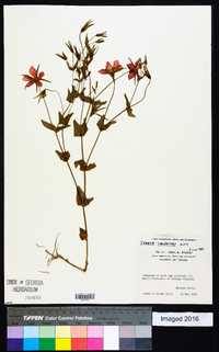 Sabatia campestris image