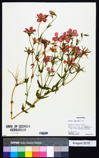 Sabatia campestris image