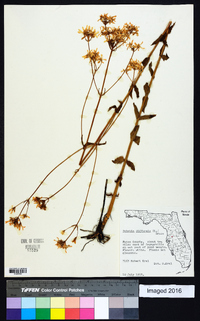 Sabatia difformis image
