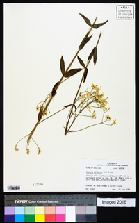 Sabatia difformis image