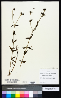 Sabatia dodecandra image