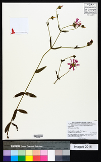 Sabatia dodecandra image