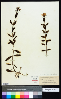 Sabatia dodecandra image