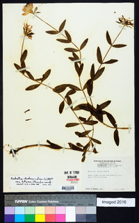 Sabatia dodecandra image