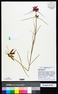 Sabatia gentianoides image