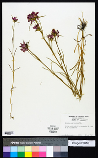 Sabatia gentianoides image