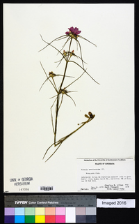 Sabatia gentianoides image