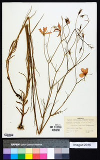Sabatia grandiflora image