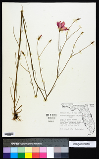 Sabatia grandiflora image