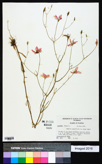 Sabatia grandiflora image