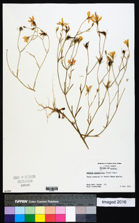 Sabatia grandiflora image