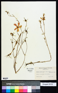 Sabatia grandiflora image