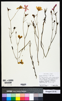 Sabatia grandiflora image