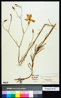 Sabatia grandiflora image