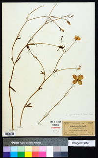 Sabatia grandiflora image