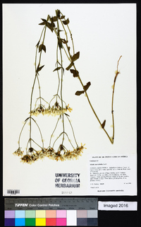 Sabatia macrophylla image