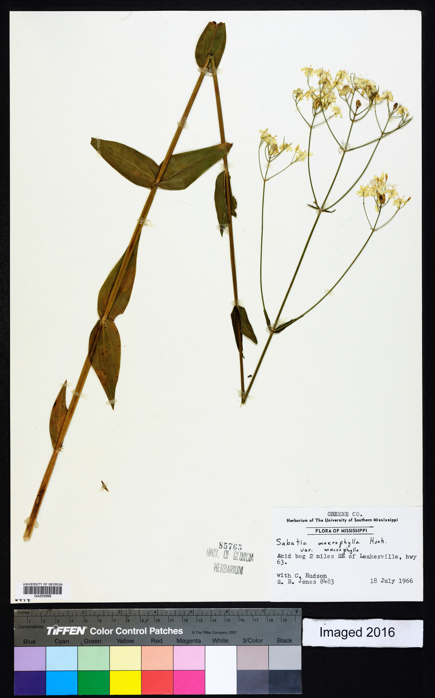 Sabatia macrophylla var. macrophylla image
