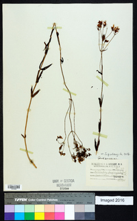 Sabatia quadrangula image