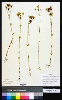 Sabatia quadrangula image