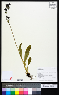 Swertia perennis image