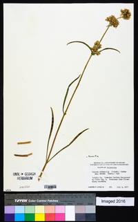 Swertia albicaulis image