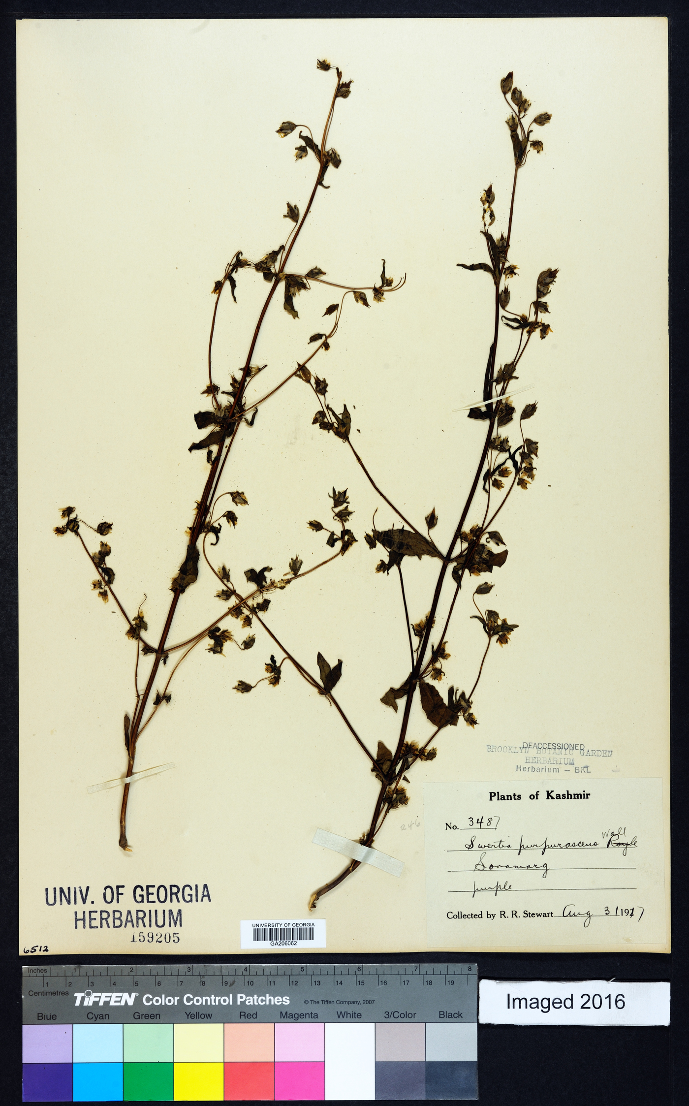 Swertia ciliata image