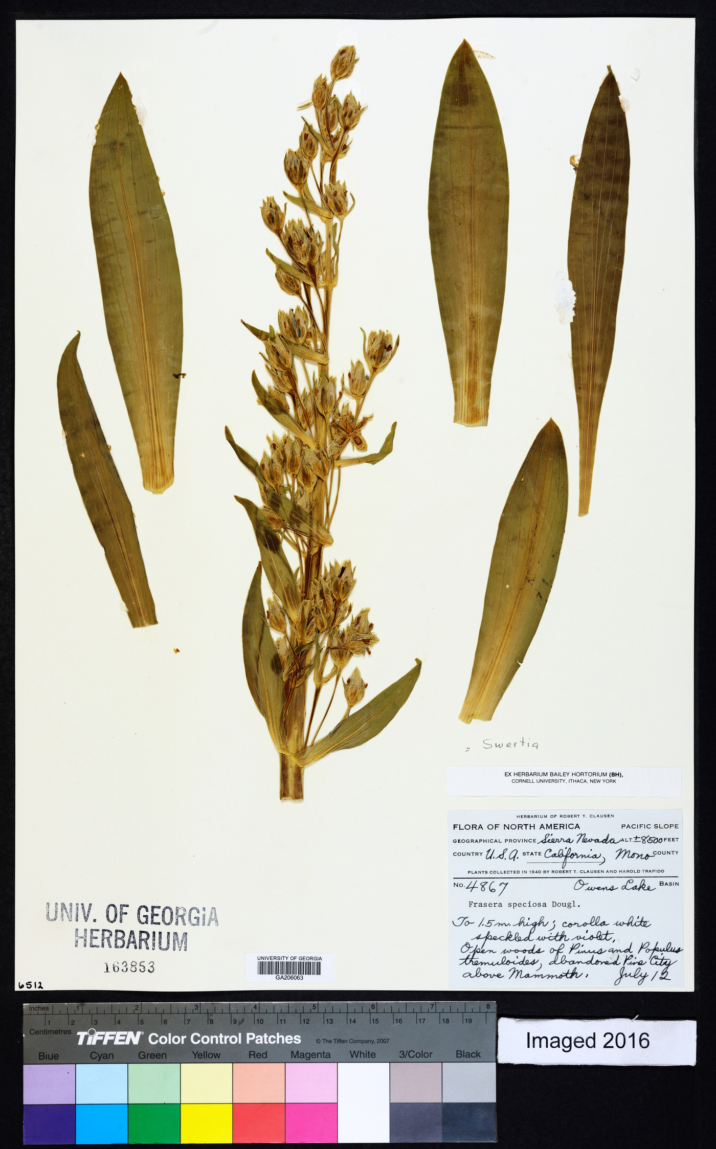 Swertia speciosa image
