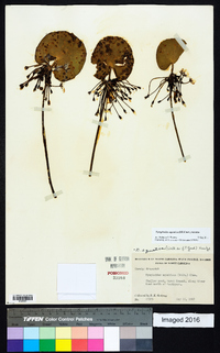 Nymphoides aquatica image