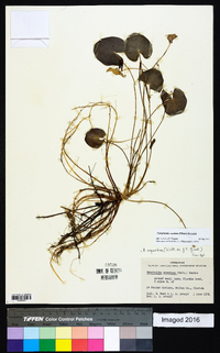 Nymphoides aquatica image