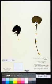 Nymphoides aquatica image