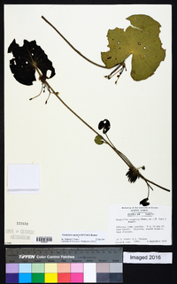 Nymphoides aquatica image