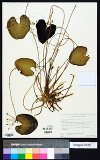 Nymphoides aquatica image