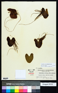 Nymphoides cordata image