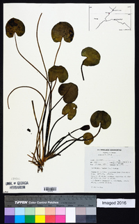 Nymphoides indica image