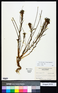 Amsonia ciliata image