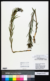 Amsonia ciliata image