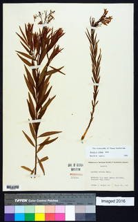 Amsonia ciliata image