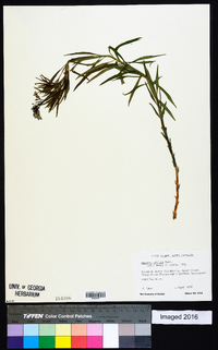 Amsonia ciliata image