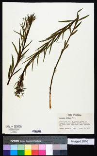 Amsonia ciliata image