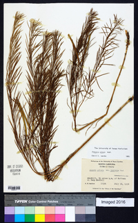 Amsonia ciliata image