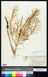 Amsonia ciliata image