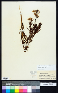 Amsonia ciliata image